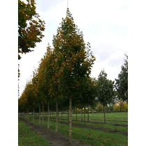Acer platanoides 'Emerald Queen' (OND) - 
