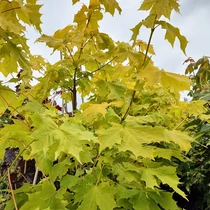 Acer platanoides 'Princeton Gold' - 