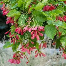 Acer tataricum - Tatár juhar