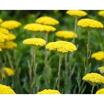 Achillea filipendulina 'Cloth of Cold' (Jószagú cickafark)