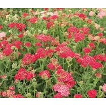 Achillea millefolium 'Belle Epoque' (Közönséges cickafark)