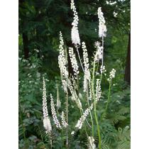 Actaea (Cimicifuga) racemosa (Fürtös poloskavész)