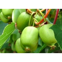 Actinidia arguta Issai