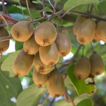 Actinidia chinensis Hayward