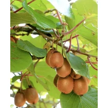 Actinidia deliciosa 'Solo'