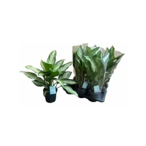 Aglaonema SILVER BAY