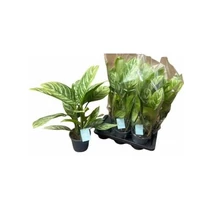 Aglaonema STRIPES