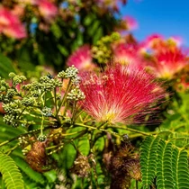 Albizia julibrissin 'Rouge de Tuilerie' - 