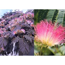 Albizia julibrissin 'Summer Chocolate'® - Bordó levelű selyemakác