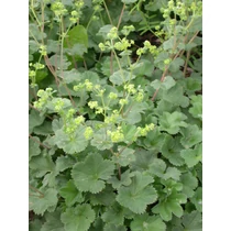 Alchemilla erythropoda (Törpe palástfű)