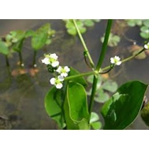 Alisma Plantago Aquatica - hídőr kerti tavi növény