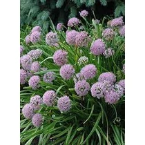 Allium senescens (Hegyi hagyma)