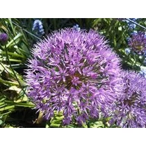 Allium sikkimense (Szikkimi hagyma)
