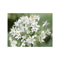 Allium tuberosum (Kínai metélőhagyma)