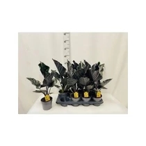 Alocasia ANTORO VELVET