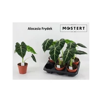 Alocasia FRYDEK