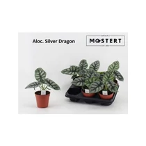 Alocasia SILVER DRAGON