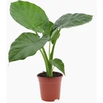 Alocasia macrorrhiza 19 cm-es cserépben