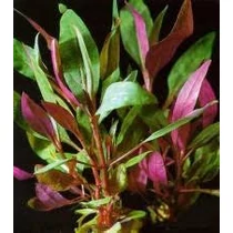 Alternanthera reineckii ’Purple’ (lilacina) akváriumi növény