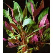 Alternanthera reineckii ’Purple’ (lilacina) akváriumi növény