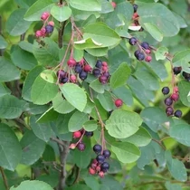 Amelanchier spicata