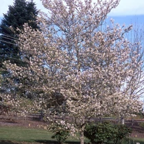 Amelanchier x grandiflora 'Prince William', 'Princess Diana' - 