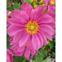 Anemone hupehensis 'Prinz Heinrich' (Kínai szellőrózsa)