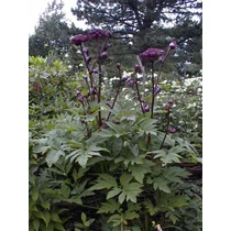 Angelica gigas (Koreai angyalgyökér)