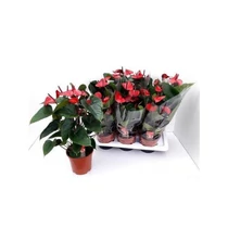 Anthurium AN ADIOS RED
