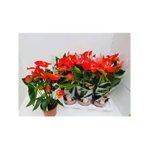 Anthurium AN FLORIDA