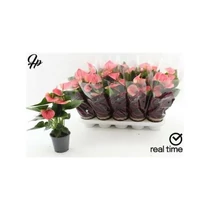 Anthurium AN SWEET DREAM