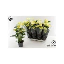 Anthurium AN VANILLA