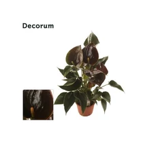 Anthurium CHELSEY CHOCOLATE