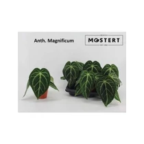 Anthurium MAGNIFICUM
