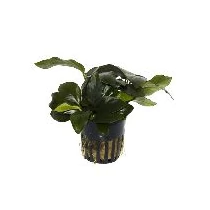 Anubias barteri var. Nana akváriumi növény