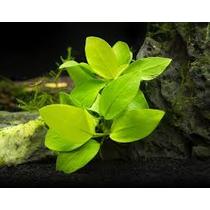Anubias Golden Nana akváriumi növény