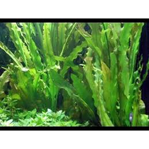 Aponogeton crispus akváriumi növény