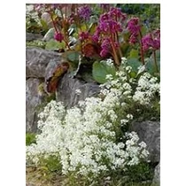 Arabis procurrens 'Neuschnee' (Indás ikravirág)