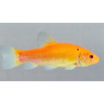 Aranycompó 12-14cm