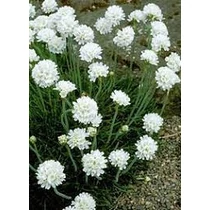 Armeria maritima 'Alba' (Tengerparti pázsitszegfű)