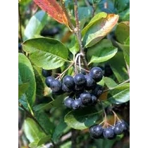 Aronia melanocarpa Rubina