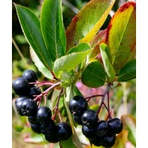 Aronia melanocarpa Viking