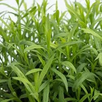 Artemisia Drac. Tolergon