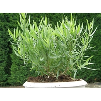 Artemisia dracunculus (Orosz tárkony) 