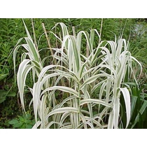 Arundo donax 'Variegata' (Olasznád) /csíkos lomb/