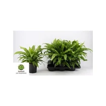 Asplenium ANTIQUUM