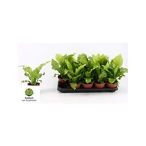 Asplenium NIDUS