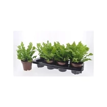 Asplenium NI CRISPY WAVE