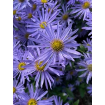 Aster  'Rudolf Goethe' (Őszirózsa)