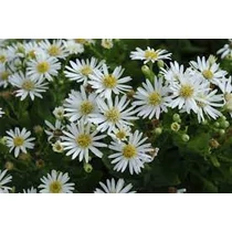 Aster ageratoides 'Starshine' (Ázsiai őszirózsa)